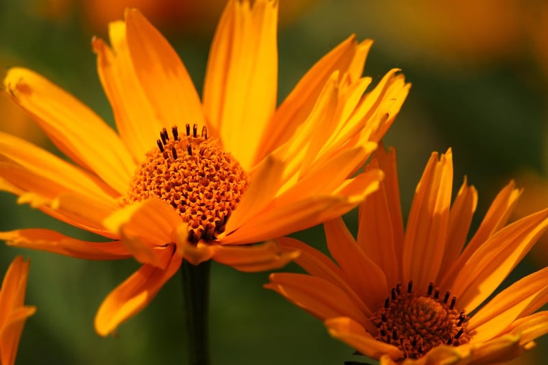 Flowering Shrubs