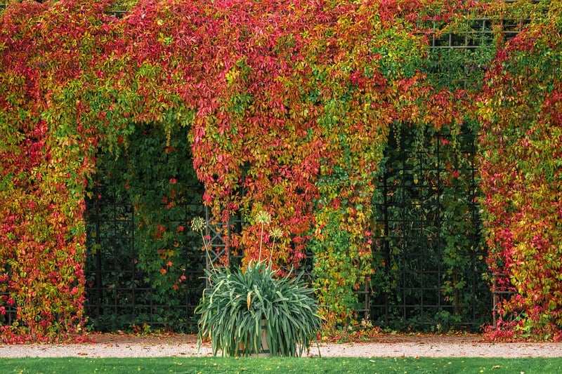 Pergola Ideas