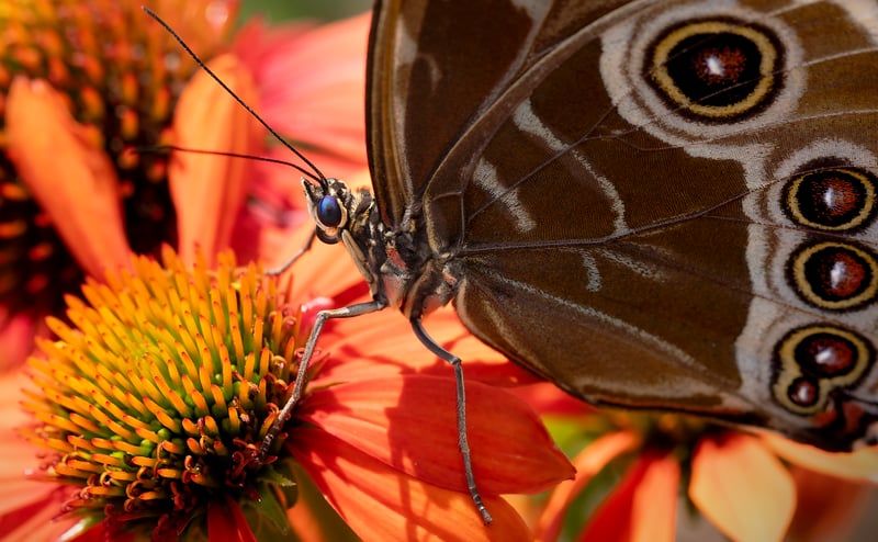Pollinator-Friendly