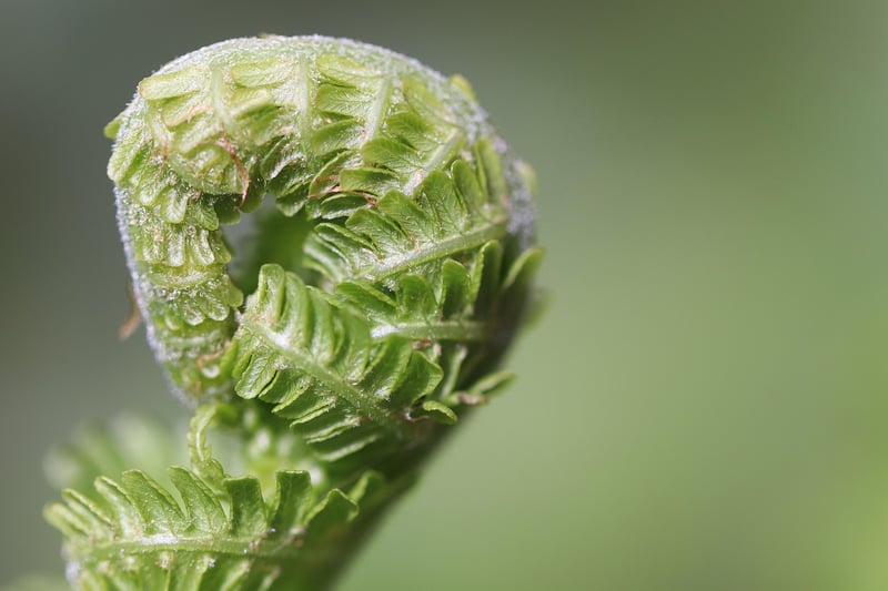 Pruning Tips